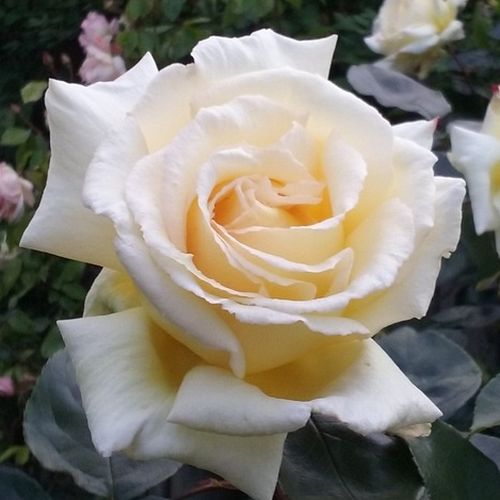Rosa Big Ben™ - rosa de fragancia intensa - Árbol de Rosas Floribunda - rosal de pie alto - amarillo - Colleen O.- froma de corona llorona - Rosal de árbol con multitud de flores que se abren en grupos no muy densos.